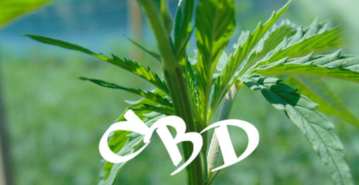 cbd come farmaco