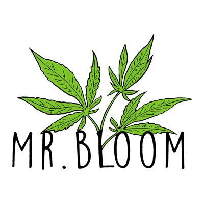 mr. bloom roma tuscolana