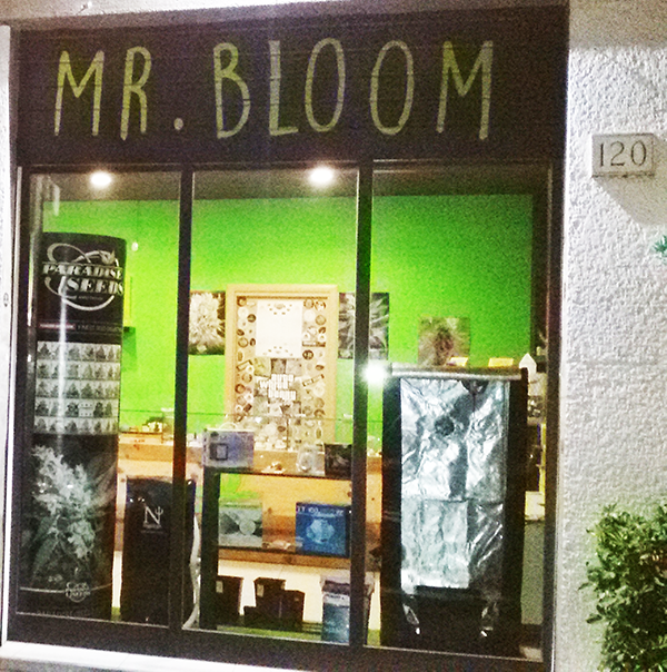 roma tuscolana mr bloom