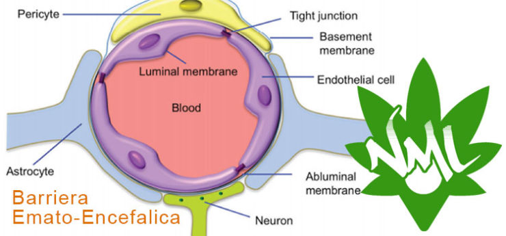 barriera emato encefalica e CBD