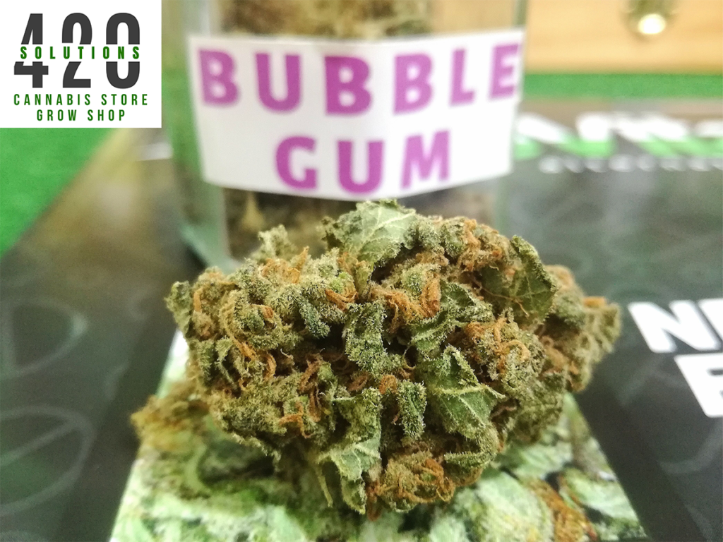 Bubble gum cannabis light Portici