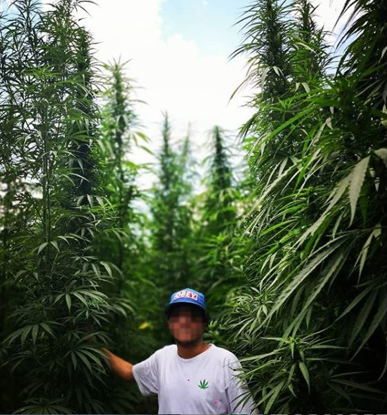 coltivazione cannabis light