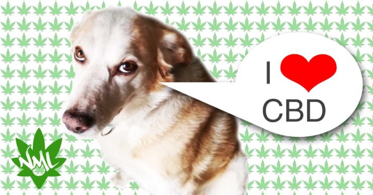 CBD per cane e gatto