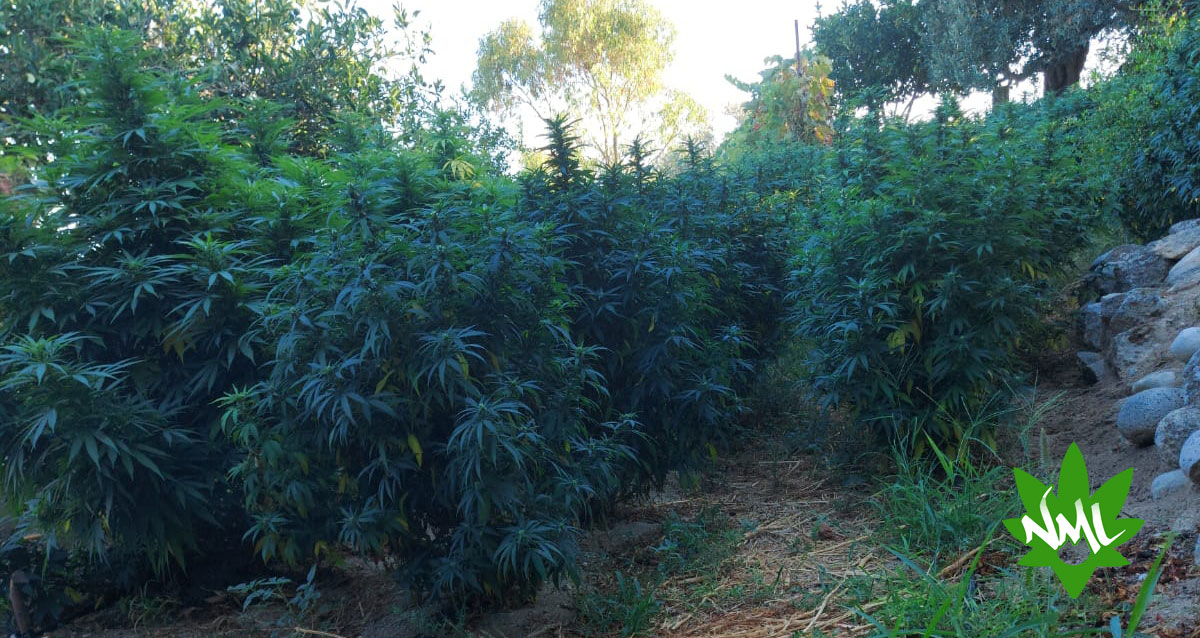 campo di cannabis al CBD a reggio calabria