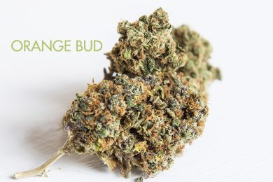 orange bud CBD