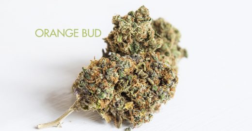 orange bud CBD