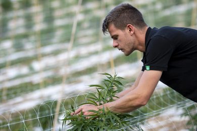 Everweed CBD