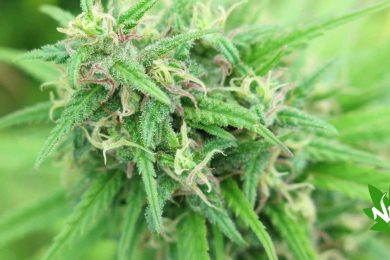 indica sativa
