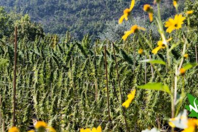 cannabis light varieta