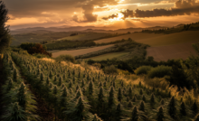 narnia cannabis cbd umbria